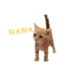 ねこのわこ（個別スタンプ：2）