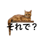 ねこのわこ（個別スタンプ：8）