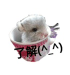 みんなの大事なペット（個別スタンプ：1）