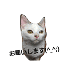 みんなの大事なペット（個別スタンプ：13）