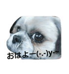 みんなの大事なペット（個別スタンプ：38）