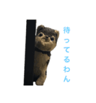 わんこvol.2（個別スタンプ：3）