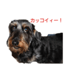 ミニチュアダックス ワイヤーのジャック（個別スタンプ：7）