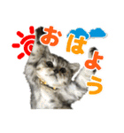 ねこのふーくん（個別スタンプ：1）