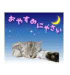 ねこのふーくん（個別スタンプ：2）