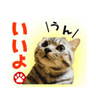 ねこのふーくん（個別スタンプ：3）