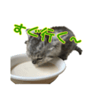 ねこのふーくん（個別スタンプ：5）