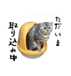 ねこのふーくん（個別スタンプ：8）