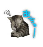 ねこのふーくん（個別スタンプ：10）