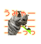 ねこのふーくん（個別スタンプ：12）