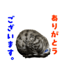 ねこのふーくん（個別スタンプ：13）