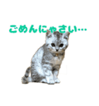 ねこのふーくん（個別スタンプ：14）