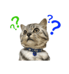 ねこのふーくん（個別スタンプ：15）