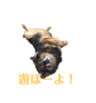 ヤンチャな武蔵（個別スタンプ：4）