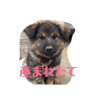 ヤンチャな武蔵（個別スタンプ：7）
