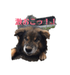 ヤンチャな武蔵（個別スタンプ：8）