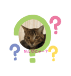 トラちやん（個別スタンプ：1）
