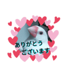 白松～スタンプ～（個別スタンプ：1）