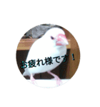 白松～スタンプ～（個別スタンプ：2）