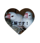 白松～スタンプ～（個別スタンプ：3）