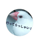 白松～スタンプ～（個別スタンプ：6）