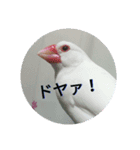 白松～スタンプ～（個別スタンプ：8）