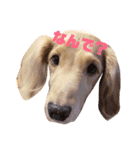 カワ犬❤︎Leoのキモチ①（個別スタンプ：2）