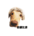 カワ犬❤︎Leoのキモチ①（個別スタンプ：5）