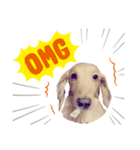 カワ犬❤︎Leoのキモチ①（個別スタンプ：6）