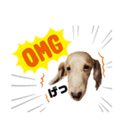 カワ犬❤︎Leoのキモチ①（個別スタンプ：10）