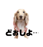 カワ犬❤︎Leoのキモチ①（個別スタンプ：11）