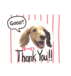 カワ犬❤︎Leoのキモチ①（個別スタンプ：12）