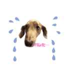 カワ犬❤︎Leoのキモチ①（個別スタンプ：13）