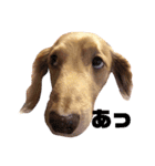 カワ犬❤︎Leoのキモチ①（個別スタンプ：16）