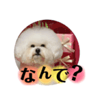 博多のビションフリーゼ1（個別スタンプ：2）