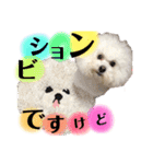 博多のビションフリーゼ1（個別スタンプ：4）