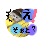 博多のビションフリーゼ1（個別スタンプ：7）