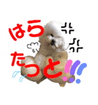 博多のビションフリーゼ1（個別スタンプ：8）
