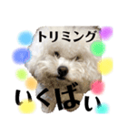 博多のビションフリーゼ1（個別スタンプ：11）
