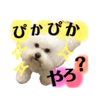 博多のビションフリーゼ1（個別スタンプ：15）