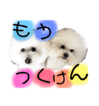 博多のビションフリーゼ1（個別スタンプ：20）