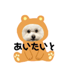 博多のビションフリーゼ1（個別スタンプ：23）