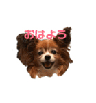 パピヨンのベリー 2（個別スタンプ：1）