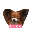 パピヨンのベリー 2（個別スタンプ：3）