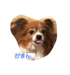 パピヨンのベリー 2（個別スタンプ：7）