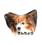 パピヨンのベリー 2（個別スタンプ：11）