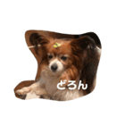 パピヨンのベリー 2（個別スタンプ：12）