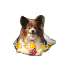パピヨンのベリー 2（個別スタンプ：16）