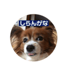 パピヨンのベリー 2（個別スタンプ：20）