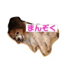 パピヨンのベリー 2（個別スタンプ：23）